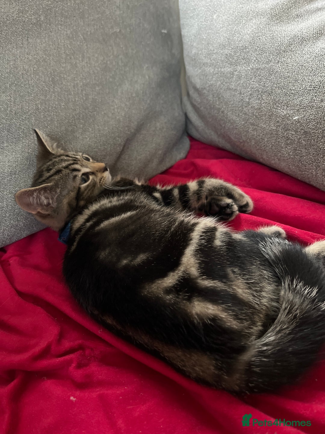 Mixed Breed cats for sale: Two beautiful brothers needing a forever home  - Image 3