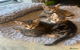 Bengal cats for sale: Bengal cross tabby’s  - Image 2
