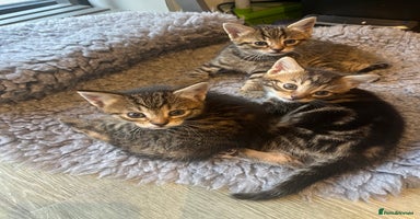 Bengal cats - Advert 5
