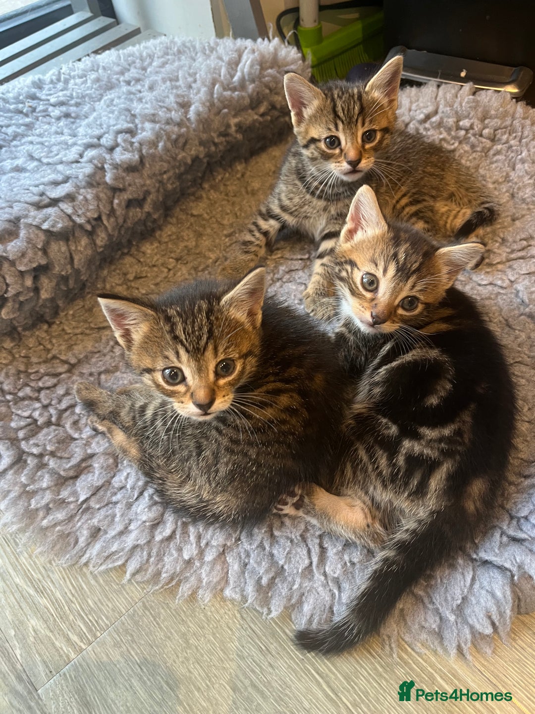 Bengal cats for sale: Bengal cross tabby’s  - Image 2
