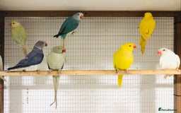 Ringnecks birds for sale: Beautiful coloured ringneck parrots for sale. - Image 10