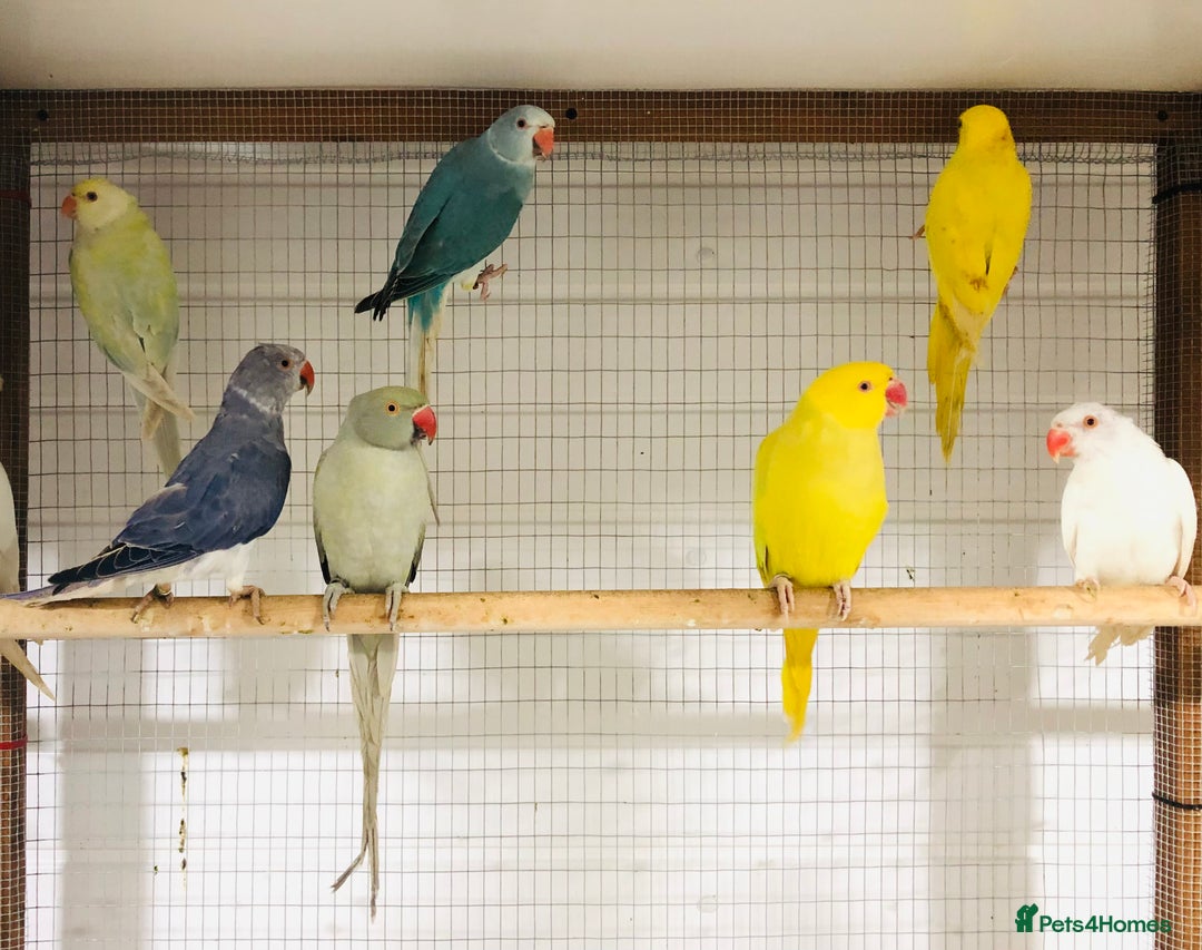Ringnecks birds for sale: Beautiful coloured ringneck parrots for sale. - Image 10