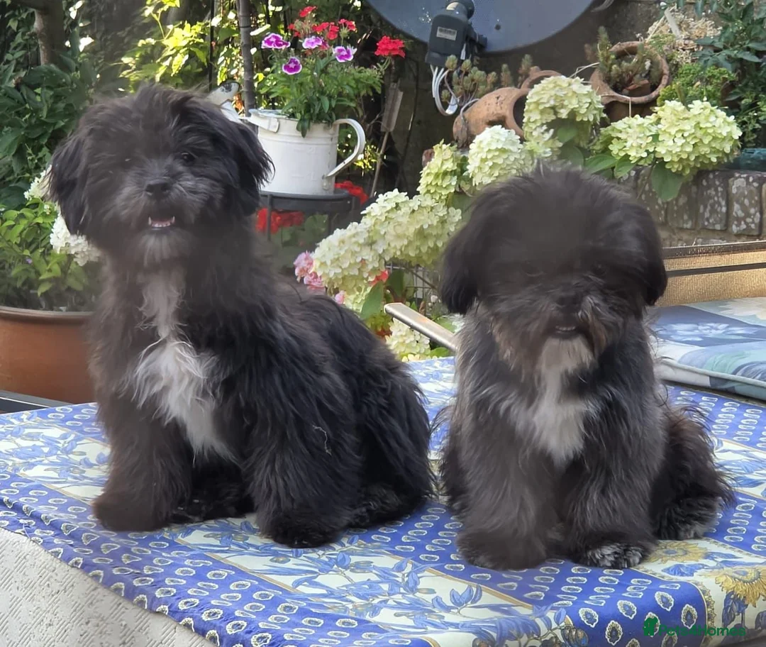 Shih Tzu dogs for sale: Stunning pure bred Shih Tzu puppies - Advert 2