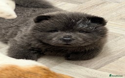 Chow Chow dogs for sale: Beautiful blue chow chow litter 💙 - Image 23