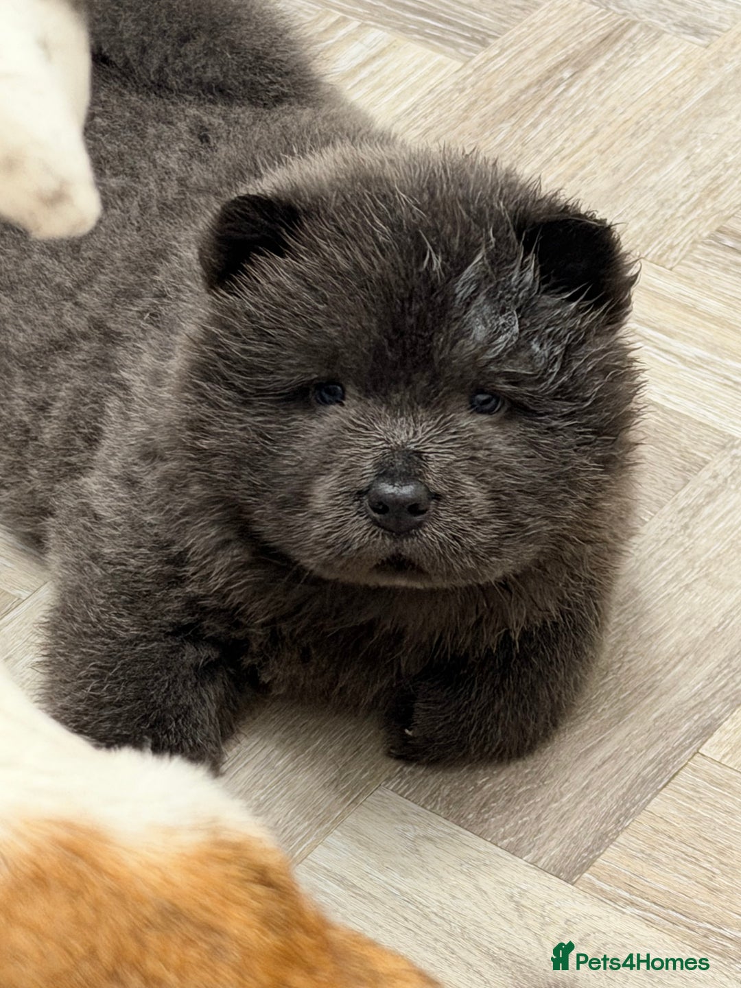 Chow Chow dogs for sale: Beautiful blue chow chow litter 💙 - Image 23