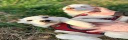 Mixed Breed dogs for adoption: ❤️🐶 AISY & BASIA –TWO LITTLE SUNBEAMS TOGETHER in Burton-on-Trent - Advert 25
