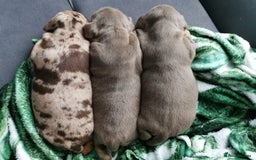 Miniature Dachshund dogs for sale: Three Musketeers Miniature Dachshund - Image 3
