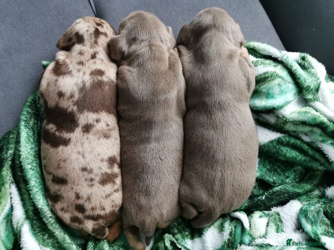 Miniature Dachshund dogs for sale: Three Musketeers Miniature Dachshund - Image 3