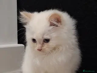 Ragdoll cats Stunning Flame Point Male Ragdoll Kitten - Advert 8