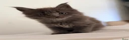 Maine Coon cats for sale: Blue smoke Maine coon kitten - Advert 7