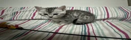 Bengal cats for sale: ✨ Bengal Kittens – Pet Homes (TICA Registerable) - Advert 7