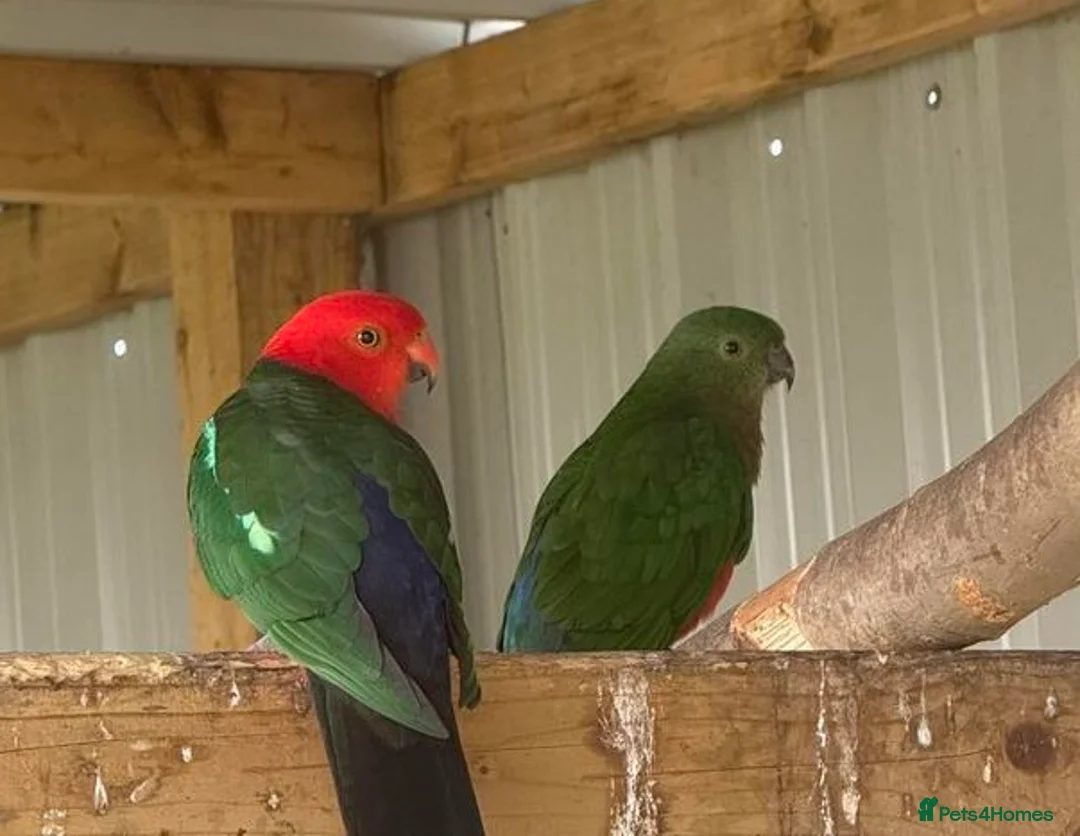 Parrots birds for sale: Bright & Cheerful Parrots – Lively Personality in Leigh-on-Sea - Advert 1