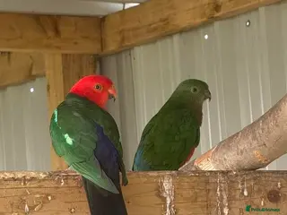 Parrots birds Bright & Cheerful Parrots – Lively Personality - Advert 4