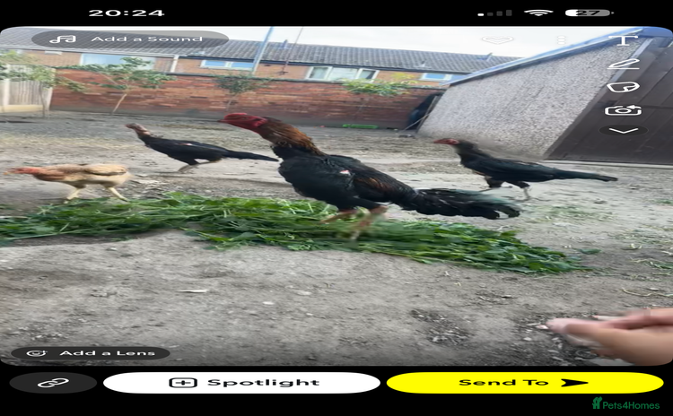 Mixed Breed birds - Advert 13