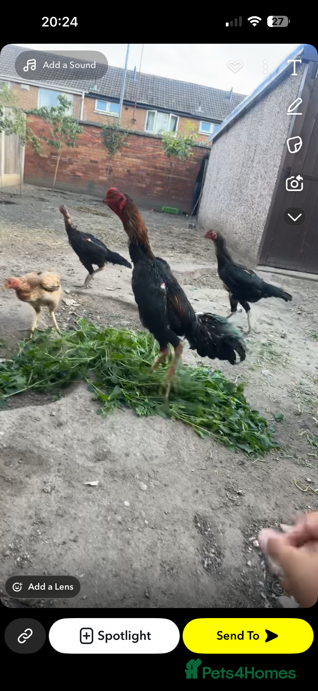 Mixed Breed birds for sale: Jape shamo x o shamo - Image 1