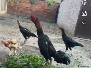 Mixed Breed birds - Advert 36