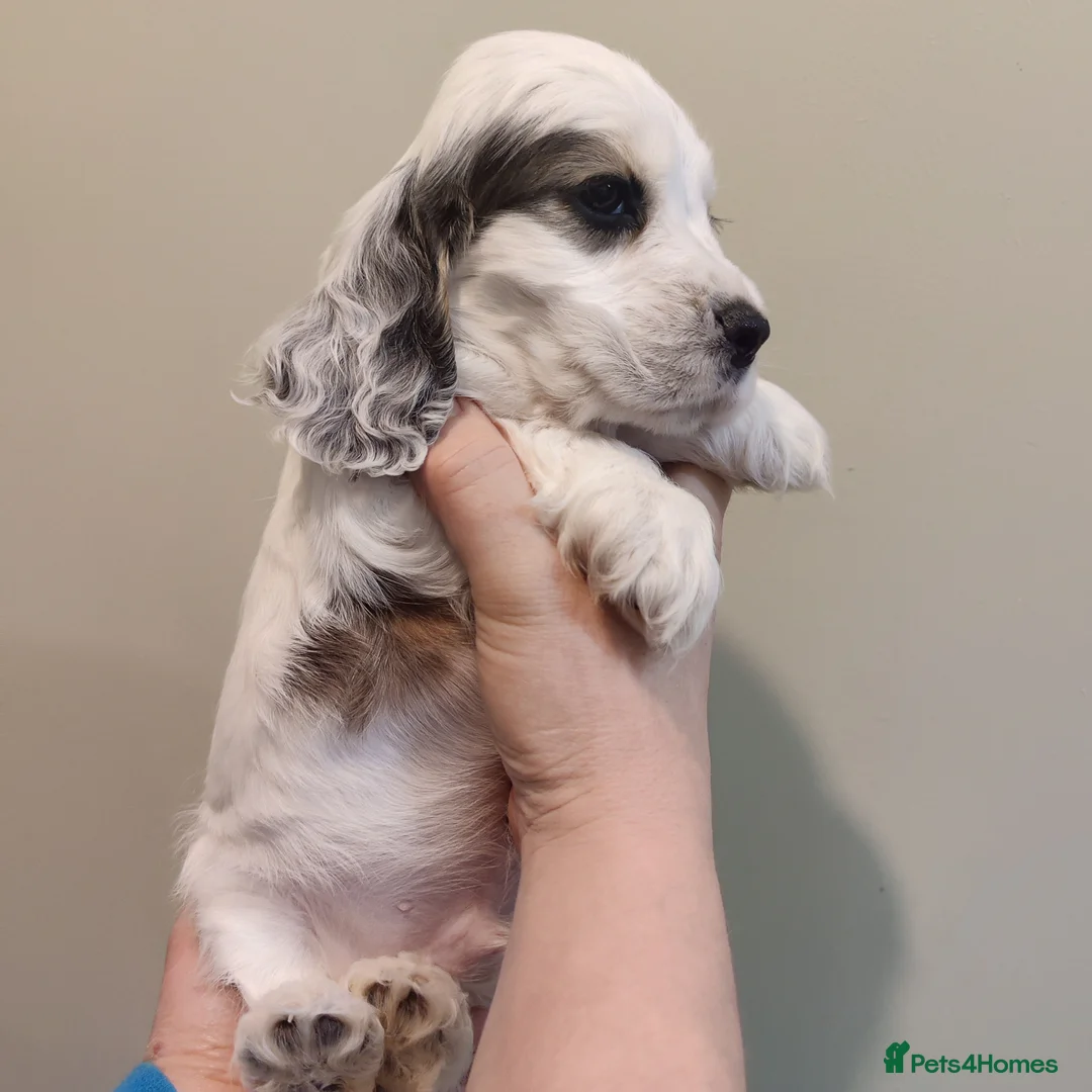 Cocker Spaniel dogs for sale: KC Registered Show Type Cocker Spaniels  - Advert 30