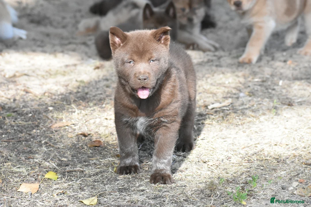 Chow Chow dogs for sale: Genuine chowski puppies  - Advert 39