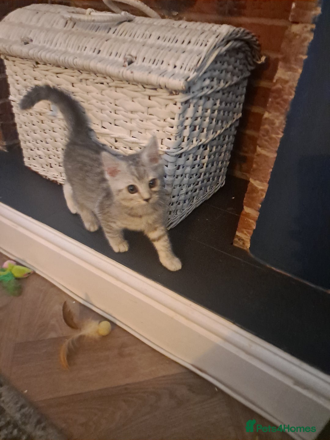 Mixed Breed cats for sale: Bengal x Persian  - Advert 1