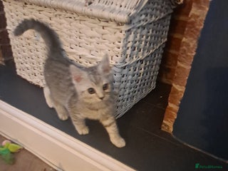 Mixed Breed cats Bengal x Persian - Advert 2