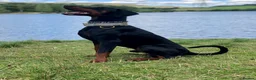 Dobermann dogs for sale: ABSOLUTELY STUNNING DOBERMAN PUPPIES FOR SALE in Boston - Advert 19