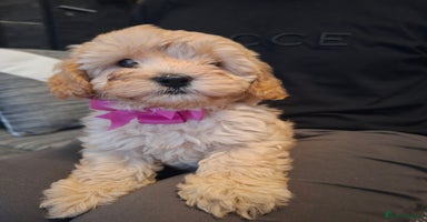 Cavapoo dogs - Advert 9