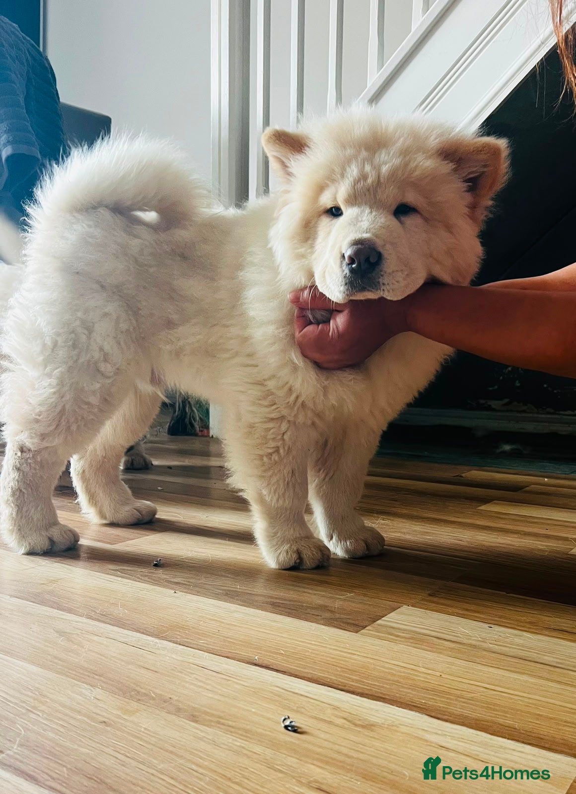 Chow Chow dogs for sale: Beautiful Chow Chow Puppies  - Advert 9