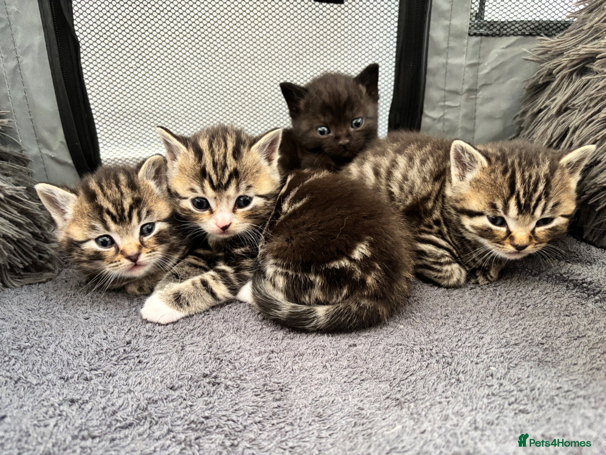 Mixed Breed cats British Short Hair X Bengal Mix Kittens  - Advert 4