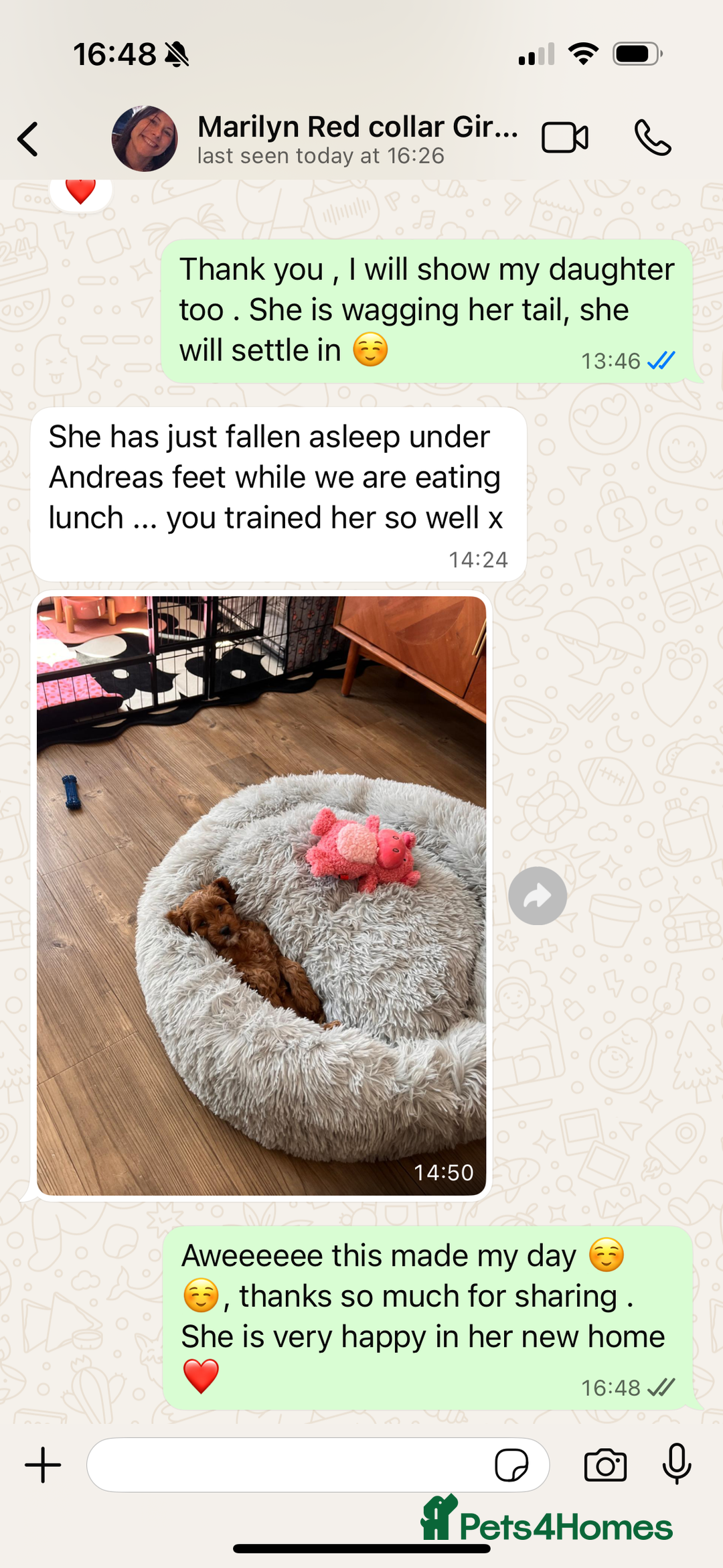 Cavapoo dogs for sale: Waiting List now open - DARK RED PREMIUM QUALITY - Image 14
