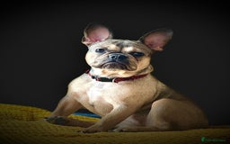 French Bulldog dogs for sale: Bulldog franch  - Image 10