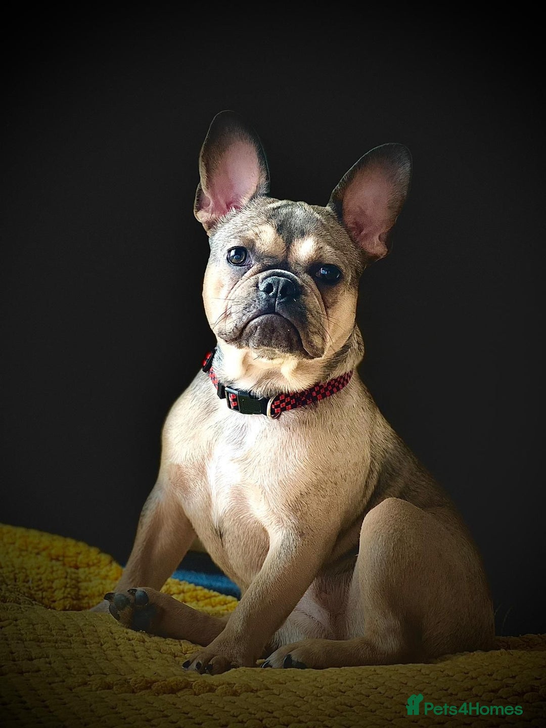 French Bulldog dogs for sale: Bulldog franch  - Image 10