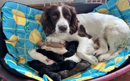 Sprocker dogs for sale: Sprocker/Cocker Puppies - Image 16