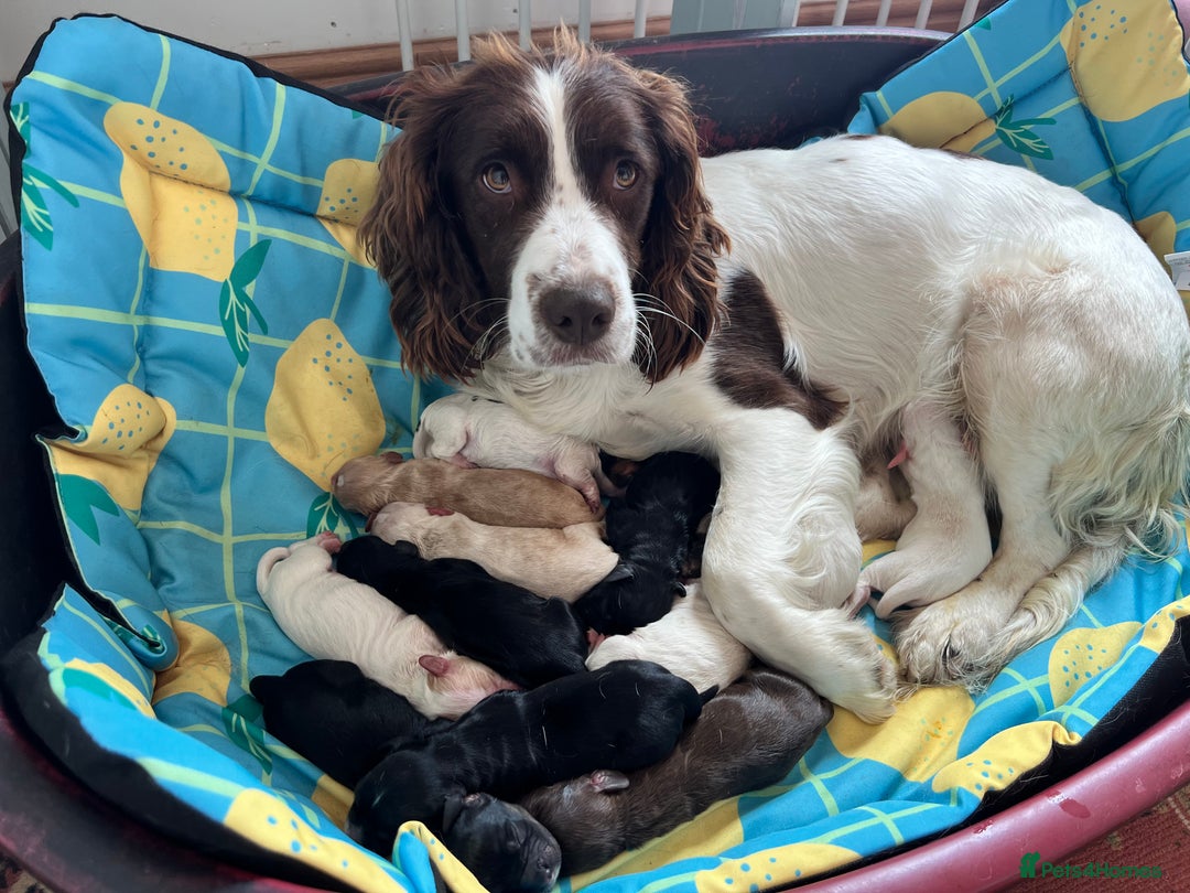 Sprocker dogs for sale: Sprocker/Cocker Puppies - Image 16