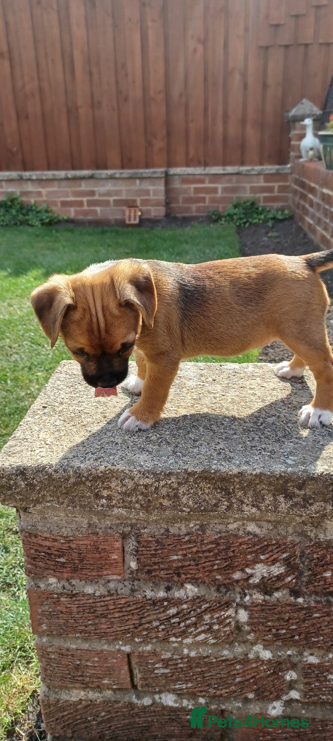 Mixed Breed dogs for sale: Jack Russell x Boarder Terrier girl pup - Image 7