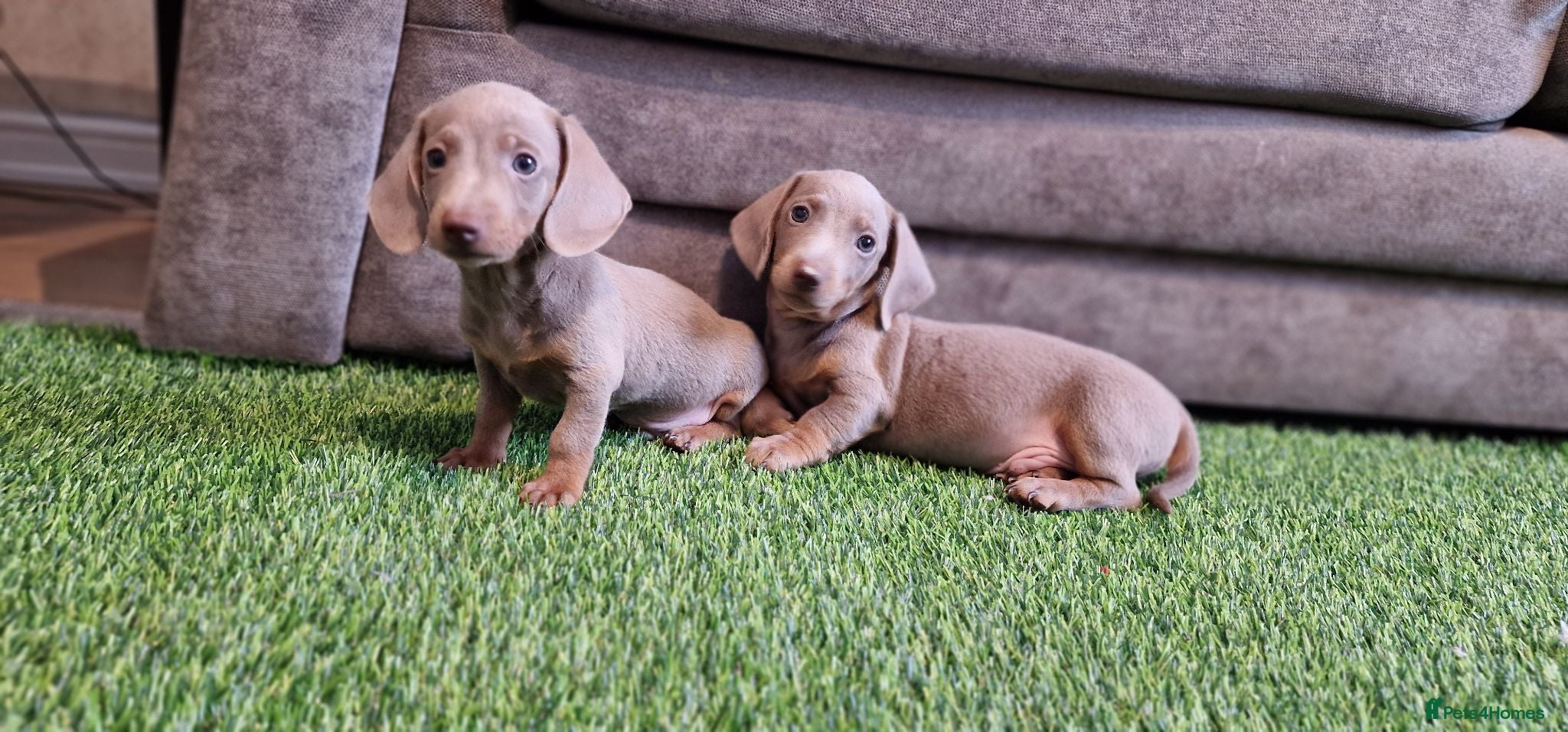 Miniature Dachshund dogs MINIATURE DACHSHUNDS PUPPIES  - Advert 2