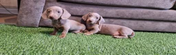 Miniature Dachshund dogs for sale: MINIATURE DACHSHUNDS PUPPIES  - Advert 17