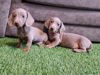 Miniature Dachshund dogs MINIATURE DACHSHUNDS PUPPIES - Advert 2