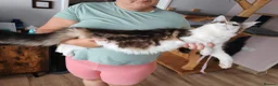 Maine Coon cats for sale: Jasmine TitaniumCat - last girl  - Advert 5