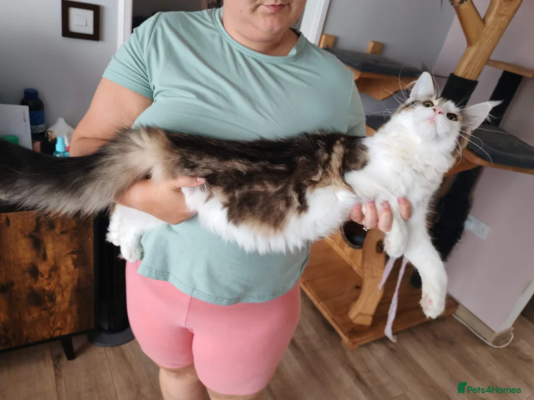 Maine Coon cats for sale: Jasmine TitaniumCat - last girl  - Advert 5