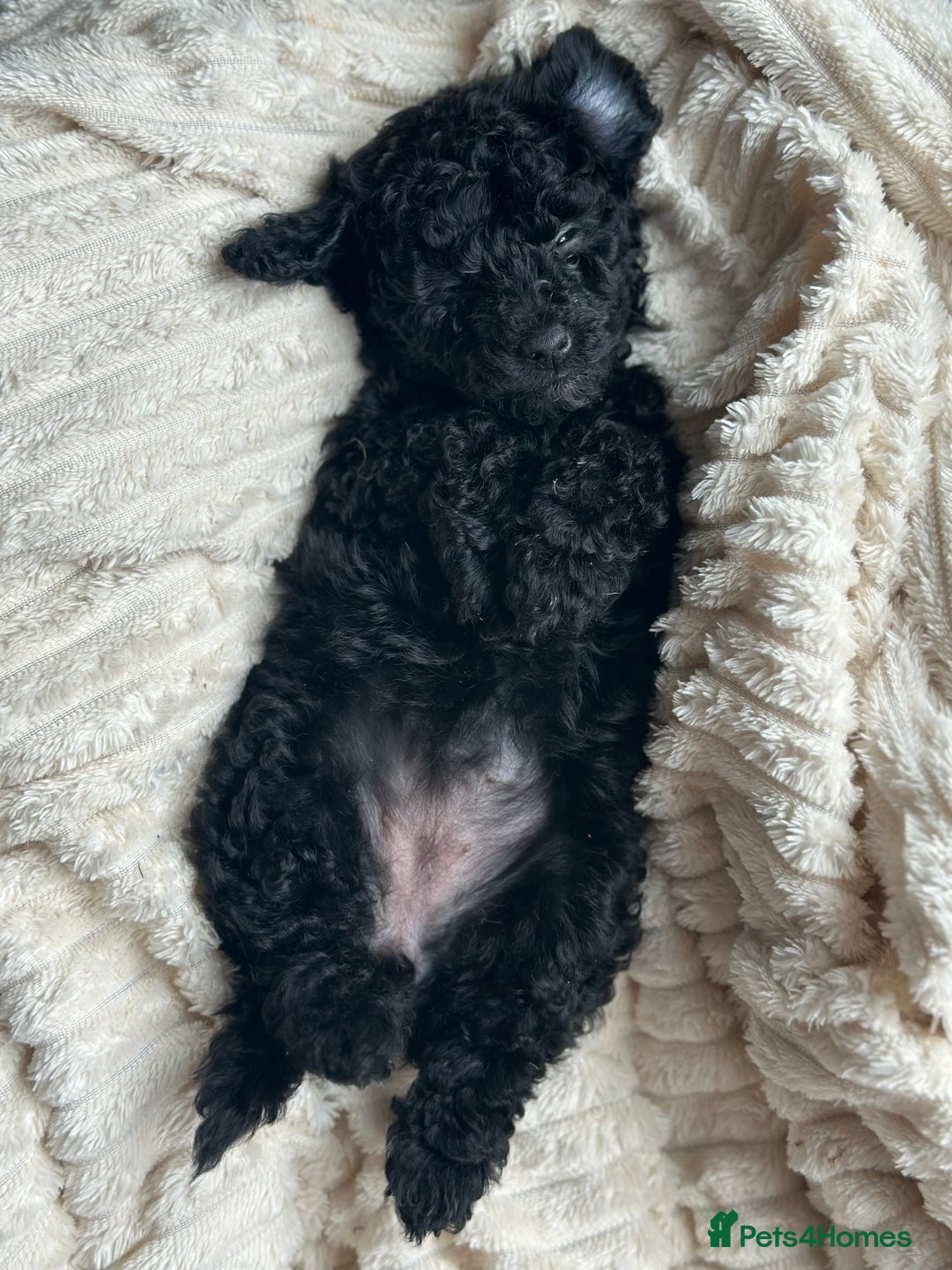 Poochon dogs for sale: Beautiful Poochon pups ❤️ - Image 3