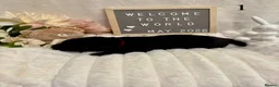 Labrador Retriever dogs for sale: Gorgeous Black Labrador Puppies  in Banstead - Advert 7