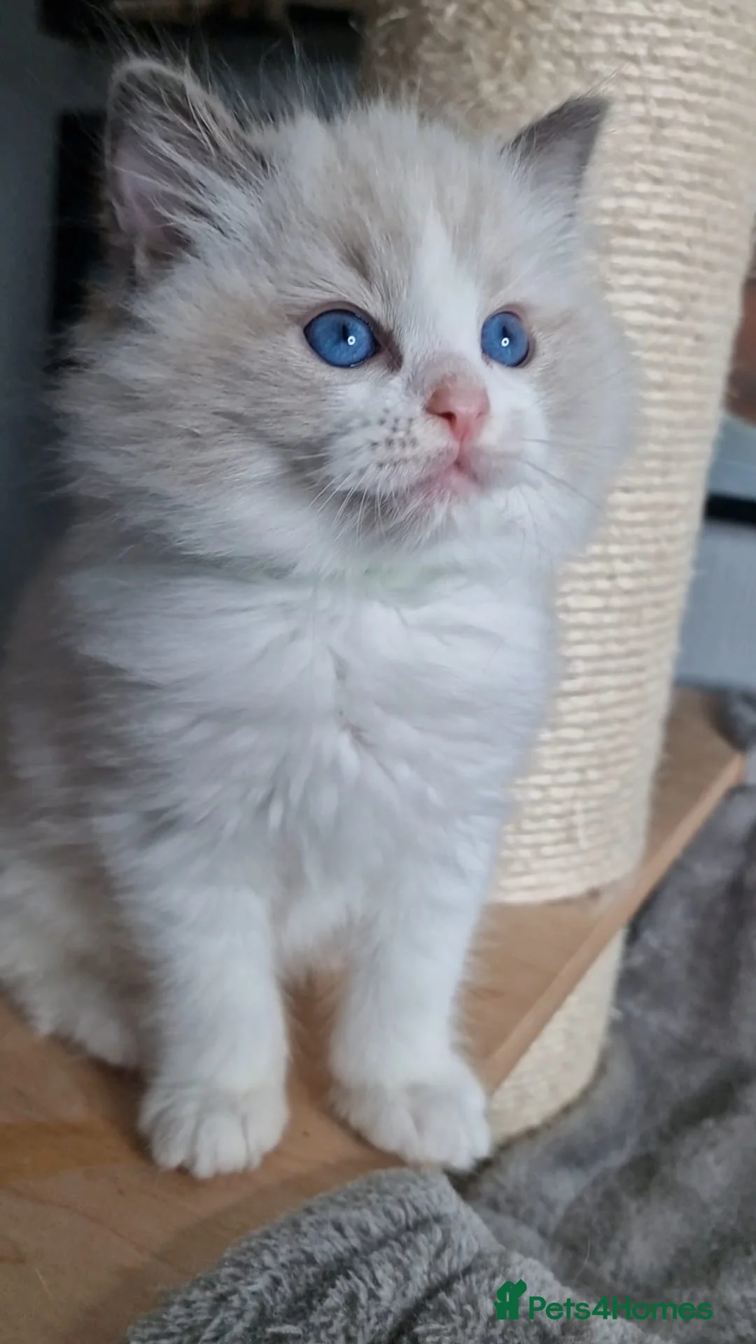 Ragdoll cats for sale: Beautiful Ragdolls  - Advert 3