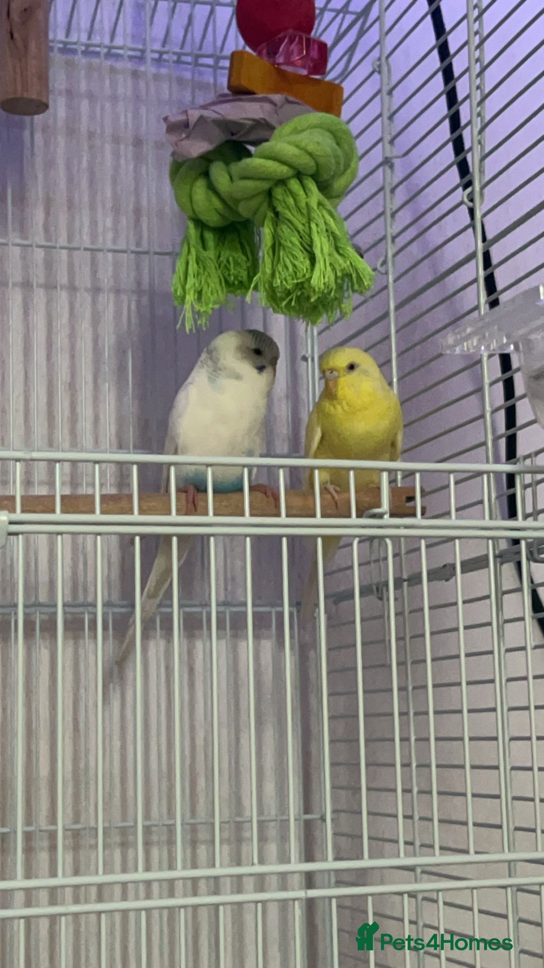 Budgerigars birds for sale: Male and Female budgies. - Advert 1