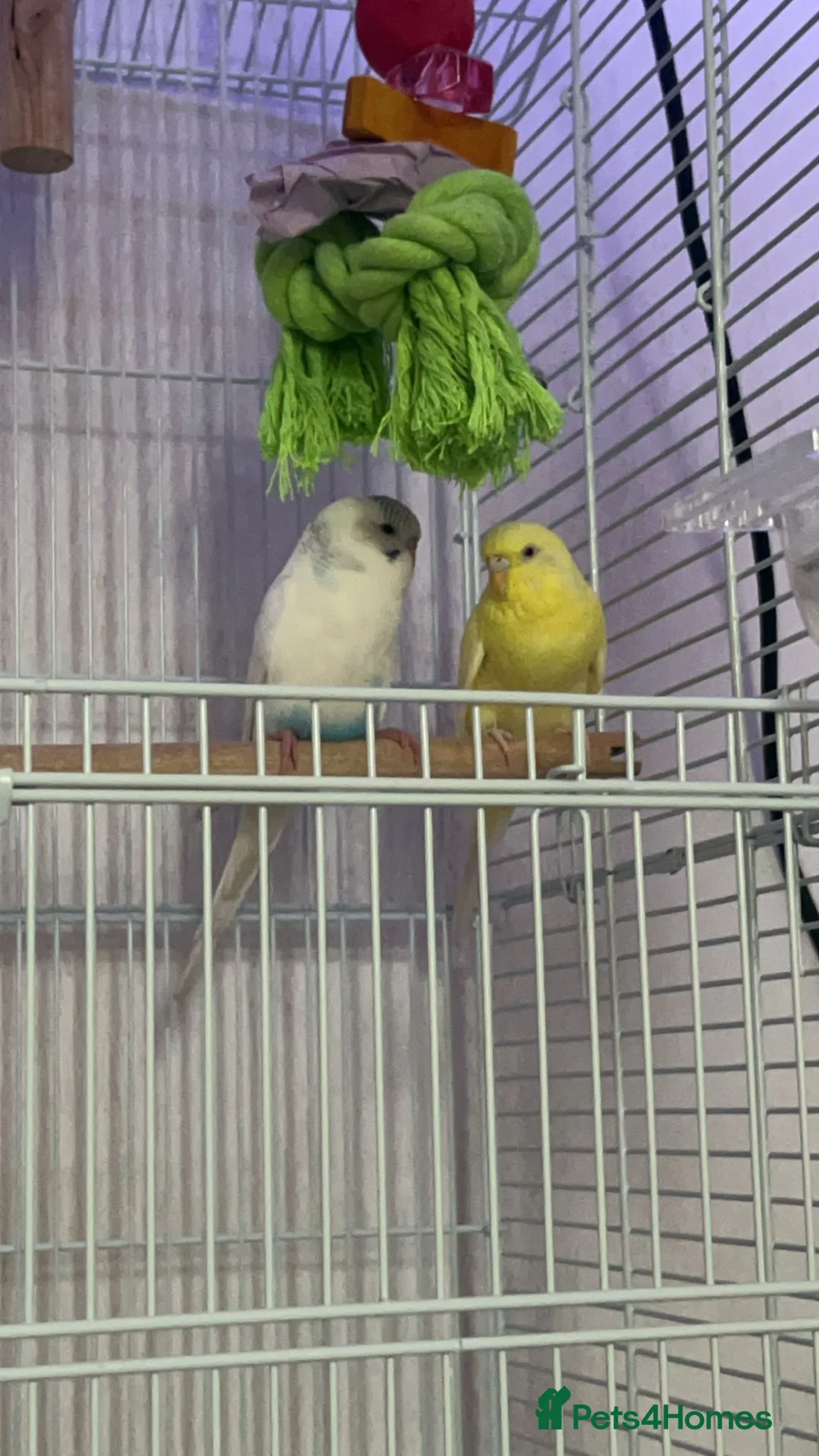 Budgerigars birds for sale: Male and Female budgies. - Advert 1