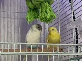 Budgerigars birds Male and Female budgies. - Advert 11
