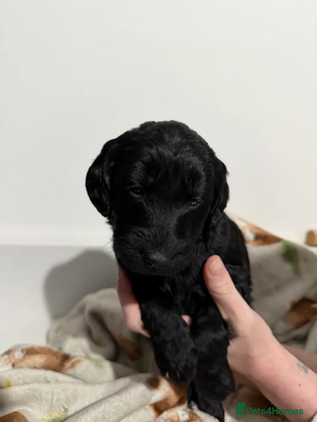 Labradoodle dogs for sale: Beautiful Labradoodle x Labrador Puppies for sale. - Advert 2