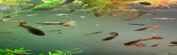 Live Bearers fish for sale: Guppies and aquarium plants for sale  - Advert 4