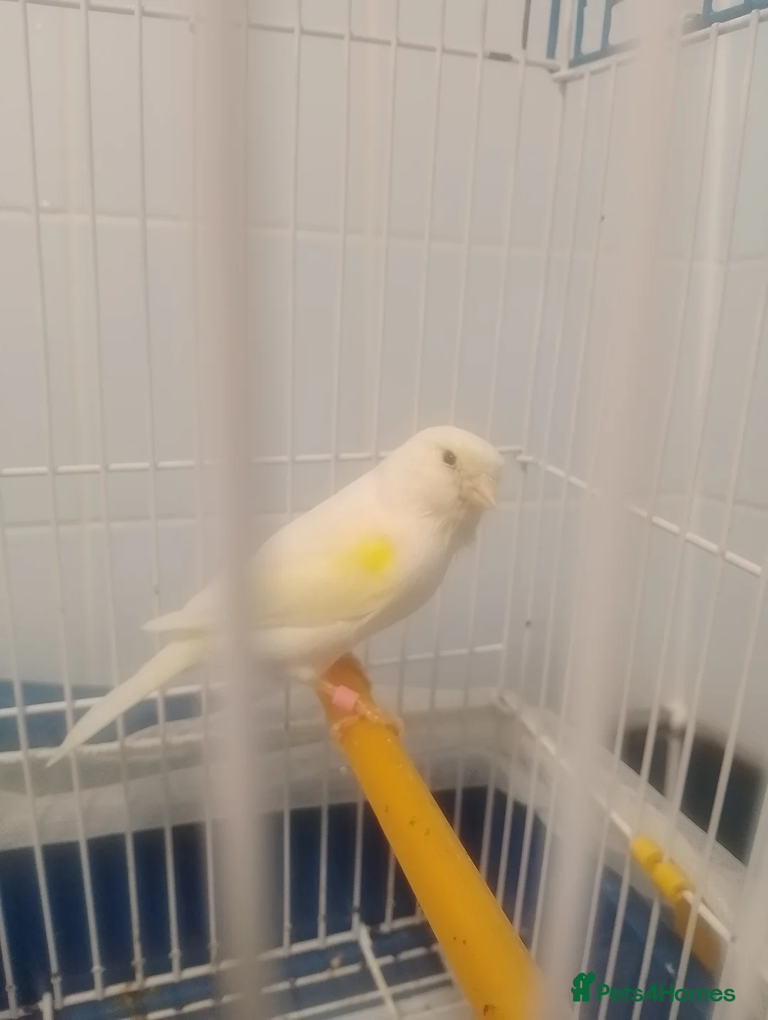 Canaries birds for sale: Canaries for sale  - Advert 2