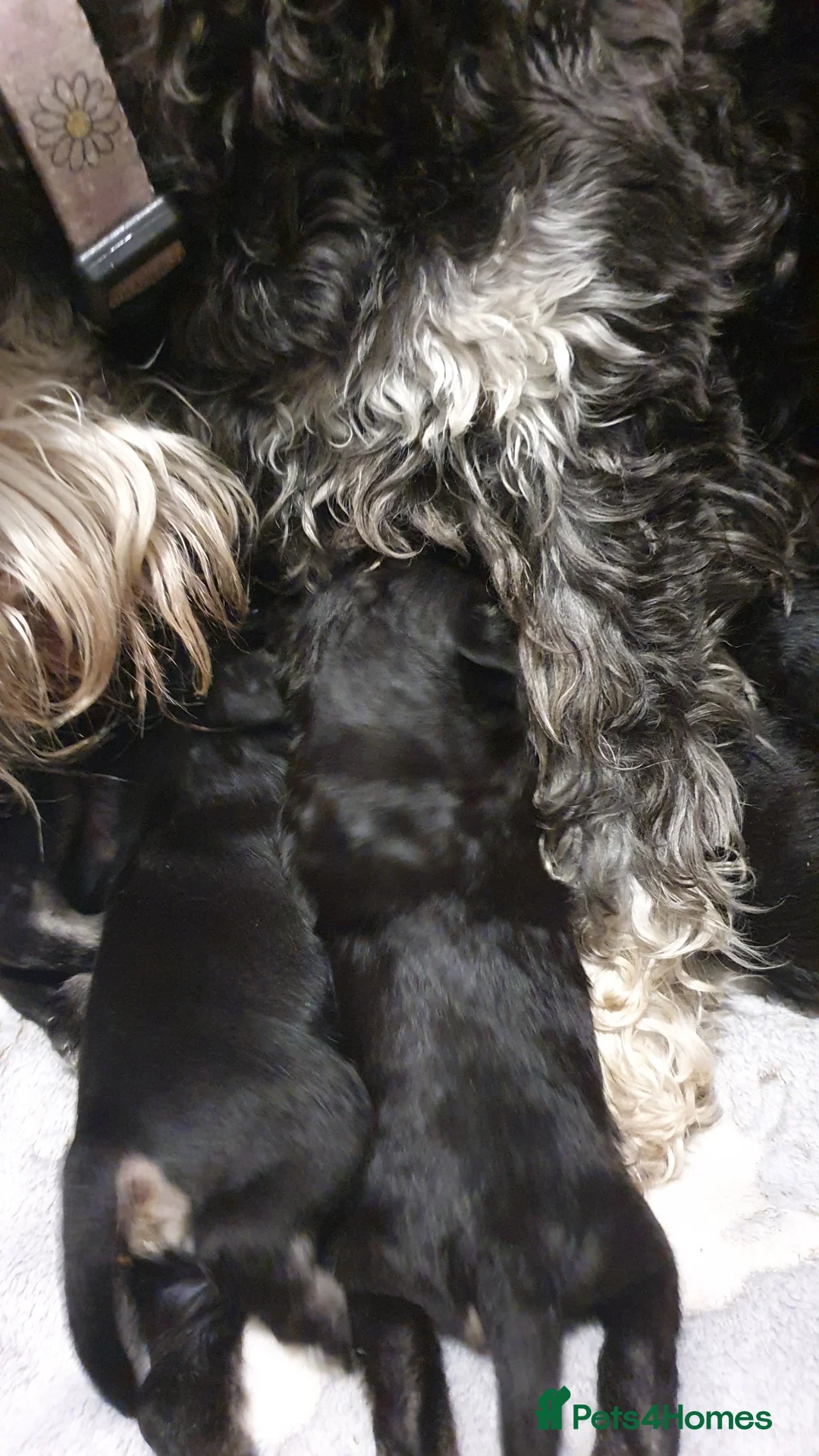 Miniature Schnauzer dogs for sale: Beautiful Black&Silver Boys  - Advert 2
