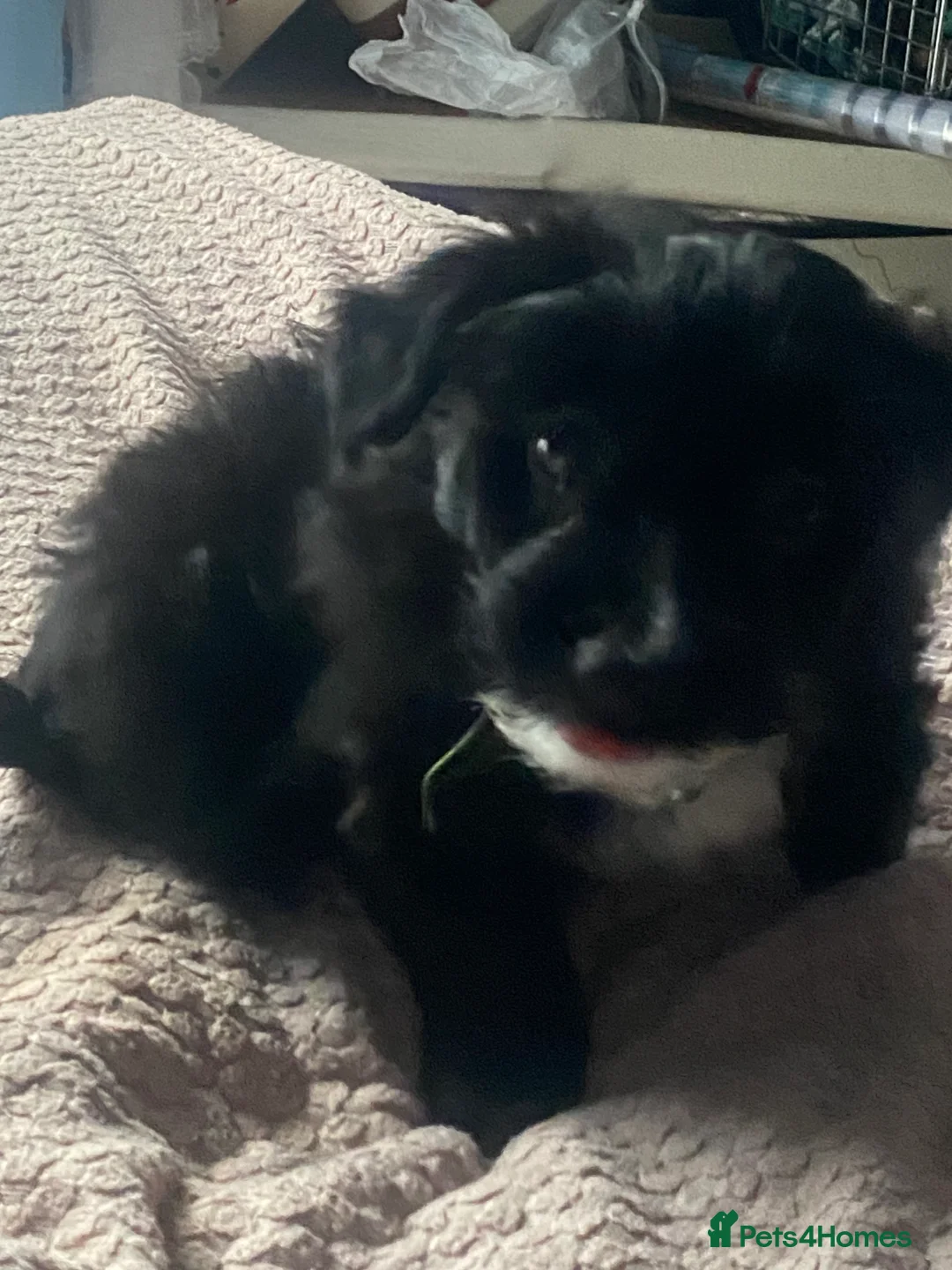 Mixed Breed dogs for sale: Maltipom puppies are now ready for new homes - Advert 9